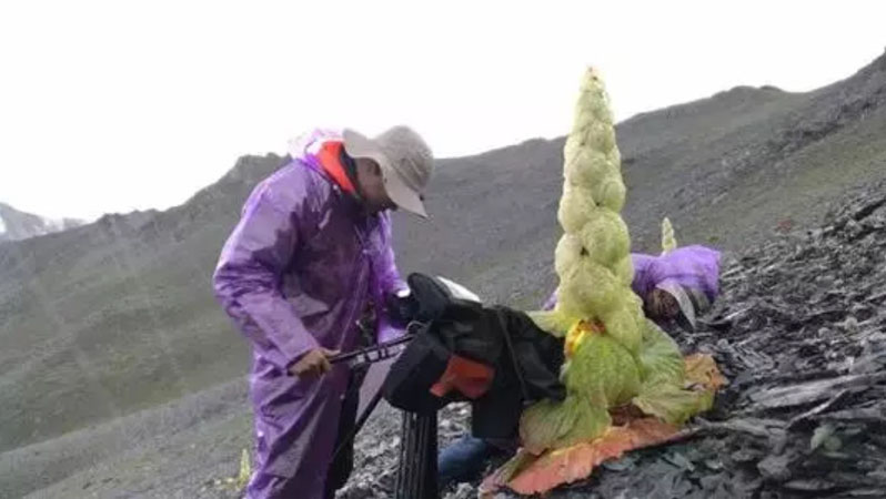 《影响世界的中国植物》剧照第1张图片